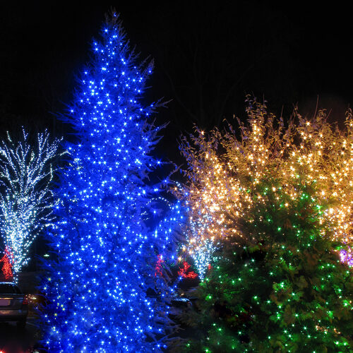 100 Blue Mini Lights, White Wire, 2.5" Spacing