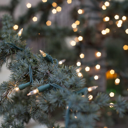 100 Clear Mini Lights, Green Wire, 6" Spacing