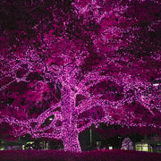 100 Pink Mini Lights, Green Wire, 6" Spacing