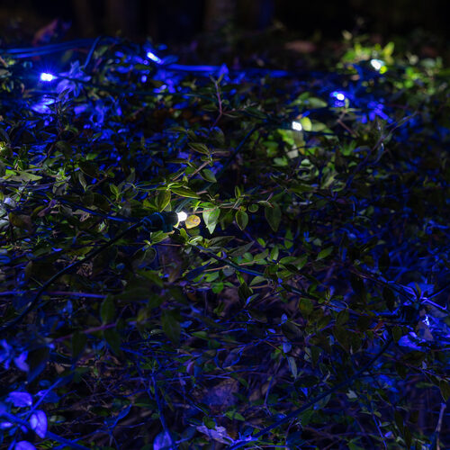 4' 6' 5mm Blue, Cool White SoftTwinkle 5mm LED Christmas Net Lights, 70 Lights on Green Wire