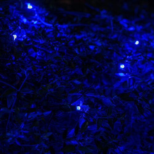 4' 6' 5mm Blue SoftTwinkle 5mm LED Christmas Net Lights, 70 Lights on Green Wire