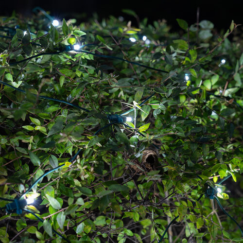 4' 6' 5mm Cool White SoftTwinkle 5mm LED Christmas Net Lights, 70 Lights on Green Wire