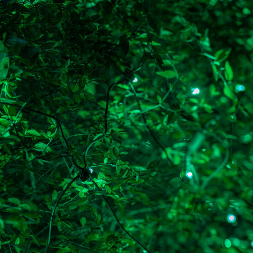4' 6' 5mm Green SoftTwinkle 5mm LED Christmas Net Lights, 70 Lights on Green Wire