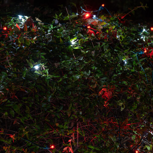 4' 6' 5mm Red, Cool White SoftTwinkle 5mm LED Christmas Net Lights, 70 Lights on Green Wire