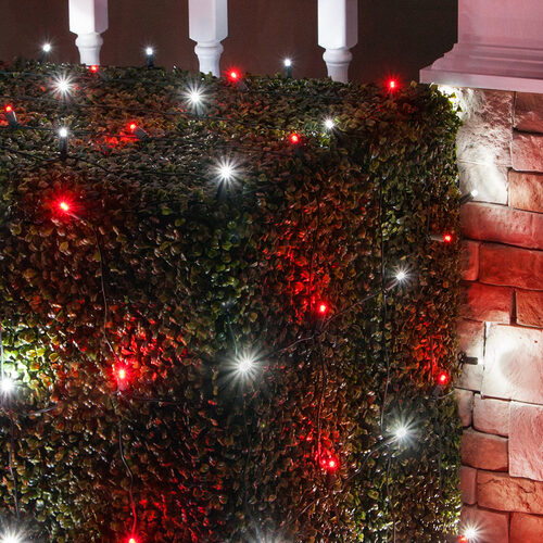 4' 6' 5mm Red, Cool White Twinkle 5mm LED Christmas Net Lights, 100 Lights on Green Wire