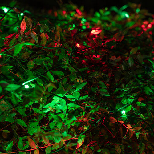 4' 6' 5mm Red, Green SoftTwinkle 5mm LED Christmas Net Lights, 70 Lights on Green Wire