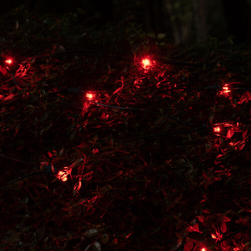 4' 6' 5mm Red SoftTwinkle 5mm LED Christmas Net Lights, 70 Lights on Green Wire