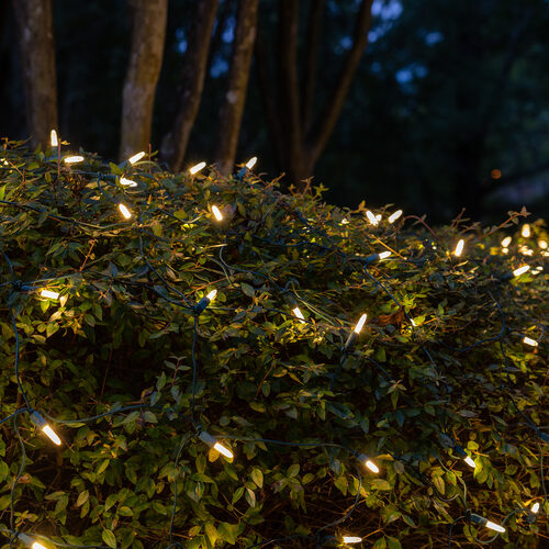 4' 6' M5 Warm White M5 LED Christmas Net Lights, 100 Lights on Green Wire