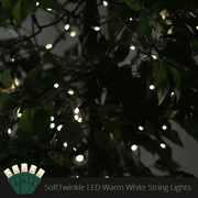 5mm Warm White SoftTwinkle LED Christmas Lights, Green Wire