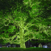 50 Chartreuse Mini Lights, Green Wire, 6" Spacing