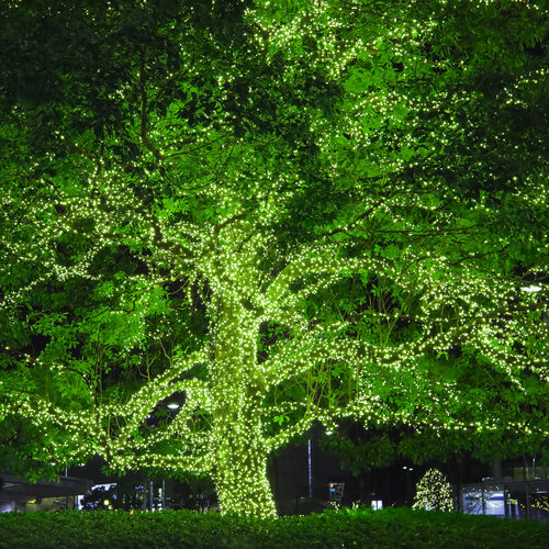 50 Chartreuse Mini Lights, Green Wire, 6" Spacing