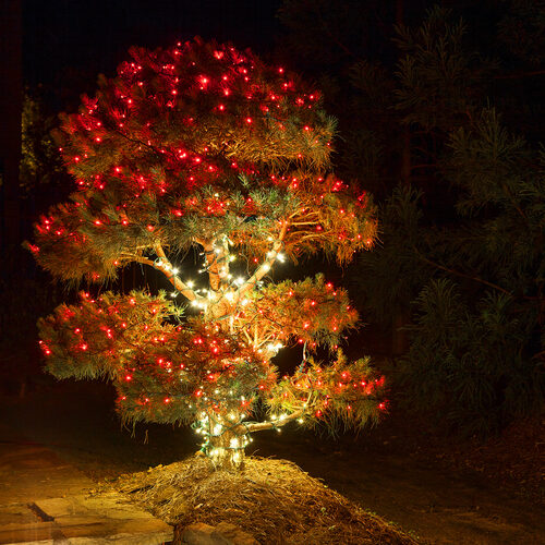 Kringle Traditions 5mm Red LED Christmas Lights, Green Wire