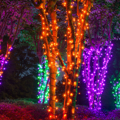 70 5mm Amber LED Christmas Lights, Green Wire, 4" Spacing
