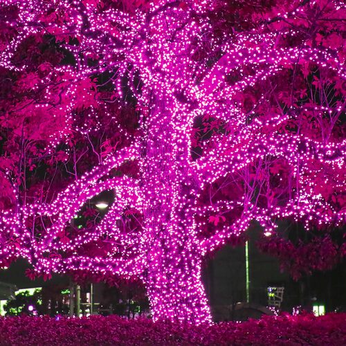 70 5mm Pink LED Christmas Lights, Green Wire, 4" Spacing