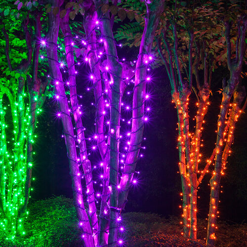70 5mm Purple LED Christmas Lights, Black Wire, 4" Spacing
