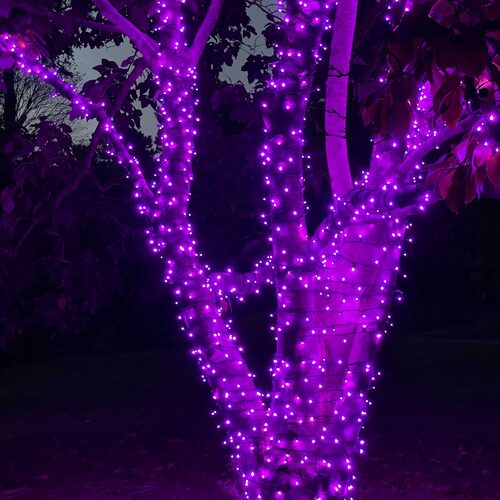 70 5mm Purple LED Christmas Lights, Green Wire, 4" Spacing