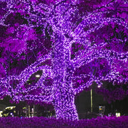 70 5mm Purple LED Christmas Lights, Green Wire, 4" Spacing