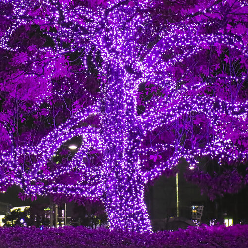 70 5mm Purple LED Christmas Lights, Green Wire, 4" Spacing